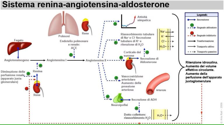 Renin-angiotensin-aldosterone_system-it